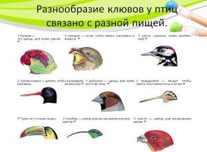 Осёдлые, зимующие и перелётные птицы: список, фото с названиями