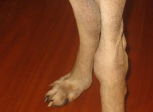 Болезни лап у кур и их лечение Заболевание пальца на лапах у собак