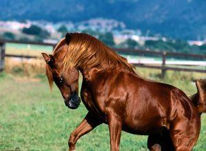 Как назвать лошадь: подбираем подходящую кличку Какие клички можно придумать для коня