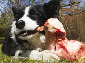 Кормление собаки мясными продуктами Почему собаку нельзя кормить сырым мясом