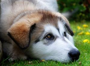Чумка у собак: симптомы, признаки, лечение