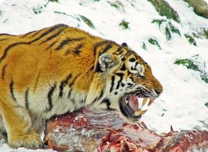 Изучение тигров: ареал обитания известных хищников Все подвиды тигров