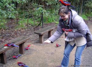 Красная и пестрая розелла: как приручить попугая Сколько живет попугай розелла в домашних условиях