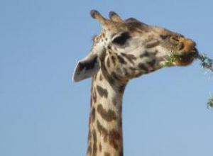 Жирафы: внешний вид, чем питается, максимальная скорость животного
