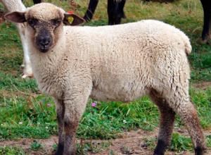 Мясные породы баранов и овец: самые яркие представители пород мясного направления