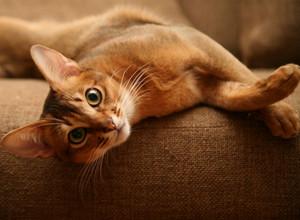 Продолжительность жизни кошек и котов Кастрированный кот живет дольше или меньше