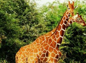 Жирафы живут в африке. Где живут жирафы? Какова среда обитания жирафов и как они к ней приспосабливаются? Питание и образ жизни