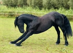 Вороной конь: особенности масти Вороные породы лошадей