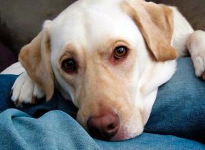 Последствия укуса клеща у собаки Клещи переносчики каких заболеваний у собак