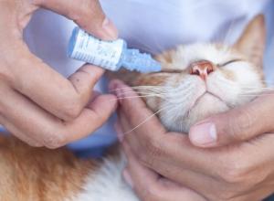 Уход после кастрации: больно ли коту, состояние в первый день Когда можно кормить кота после наркоза