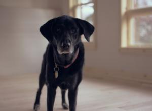 Пододерматит у собак: лечение в домашних условиях Заболевания на лапах у собак