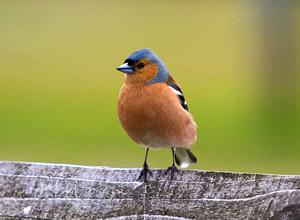 Певчая птица – зяблик: описание с фото и видео, картинки, слушать пение заблика, как возникло название птицы