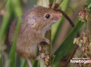 Чем питаются мыши малютки - среда обитания мыши малютки Мышь малютка описание