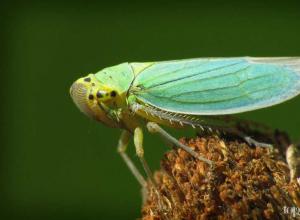 Самые красивые насекомые в природе Удивительные насекомые планеты