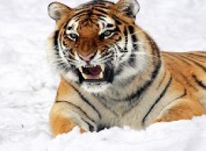 Тигр – описание, виды, где обитает, чем питается, фото Где обитают тигры в мире