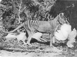 Последний тасманийский тигр - история в фотографиях Тасманский сумчатый волк