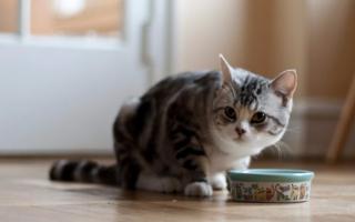 Правильное кормление кошек натуральной пищей: как и чем кормить Как кормить взрослую кошку