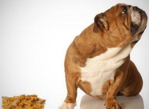 Что делать если собаку укусил клещ: признаки, последствия и способы лечения Признаки заболевания от клеща у собаки