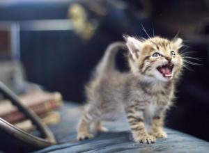 Учим кошачий язык общения — мяуканье кошек!