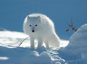 Песец (полярный лис): виды, повадки и образ жизни Писец или песец животное