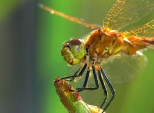 Стрекоза обыкновенная – как живет насекомое?
