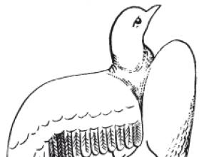 Как кормить голубей во время линьки: советы заводчикам