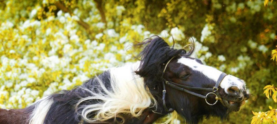 Характеристика породы пинто Внешние характеристики лошади породы пинто