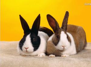 Традиционные и современные породы кроликов Витамины для шкурки шиншилл