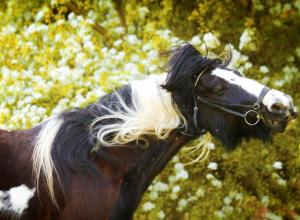 Характеристика породы пинто Внешние характеристики лошади породы пинто
