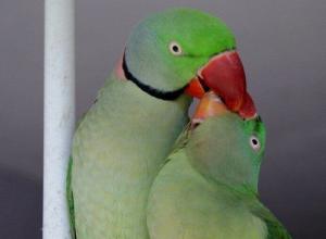Как узнать, что попугай беременный – признаки укладки яиц