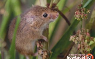 Чем питаются мыши малютки - среда обитания мыши малютки Мышь малютка описание