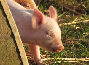 Чем и как выкормить поросят без свиноматки: искусственное вскармливание заменителем или сухим молоком