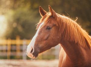 Самые известные лошади - от Буцефала до Лошарика - Locals Клички животных конь