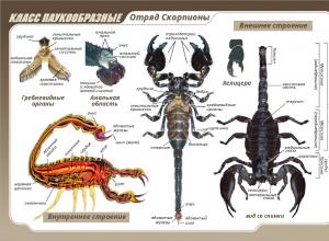 Скорпион – это насекомое или животное?