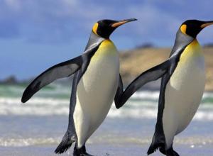 Какие птицы охотятся на пингвинят