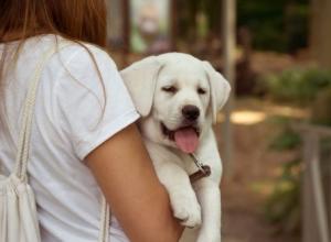 Почему собаки высовывают язык: интересные факты о собаках Собака высовывает и засовывает язык много раз