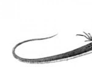 Как называется змеевидная безногая ящерица, встречающаяся на территории брянщины Ящерицы и змеи отличаются строением органа слуха