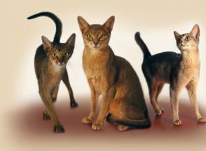 Разнообразие пород кошек и котов