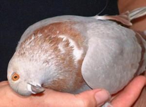 Болезни голубей: причины, симптомы, лечение